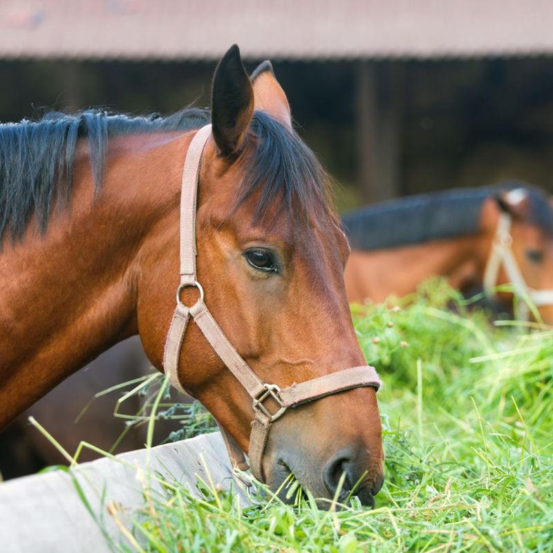 The Importance of Keeping Your Horse's Teeth Clean Carter Veterinary